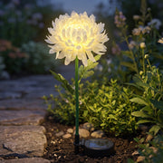 A white chrysanthemum flower solar stake light glowing brightly in a garden bed next to a stone pathway at dusk.